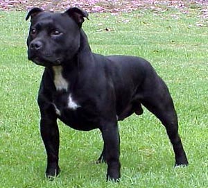 staffordshire bull terriers countenance